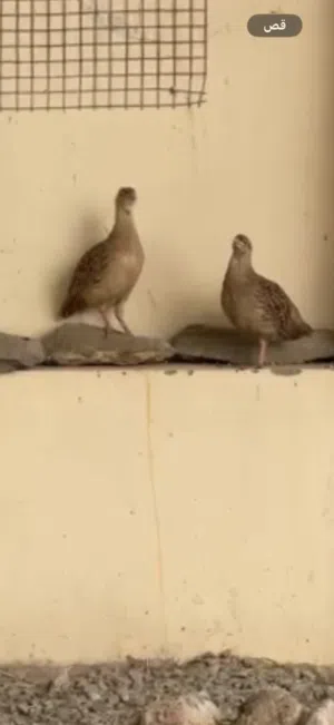 صفارد باكستانيه الوصف