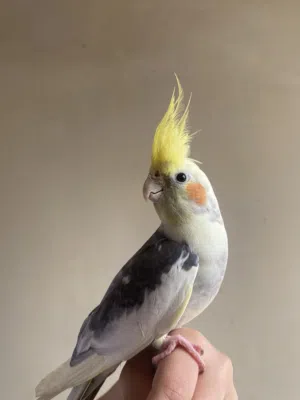 كوكتيل بايد ذكر اليف مافي عض يركب على الايد هدد داخلي