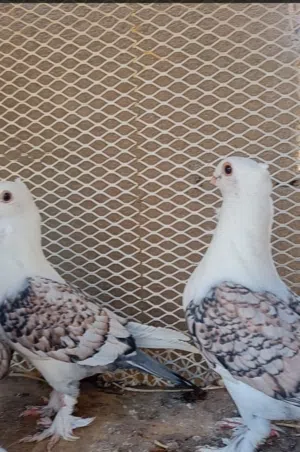 متاح زوج ستلايت حب رمان خط أول ذيل مطرز