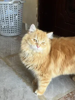 قطه شيرازيه العمر 8اشهر