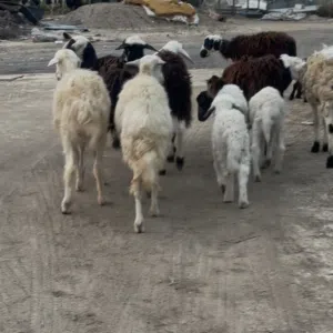 جعد للبيع العدد 12 راس الكل