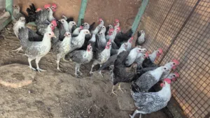 دجاج الفيومي الكلاسك