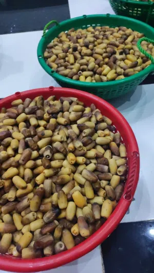 رطب نغال ما شاء الله