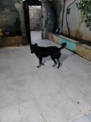 كلب شيبرد للبيع