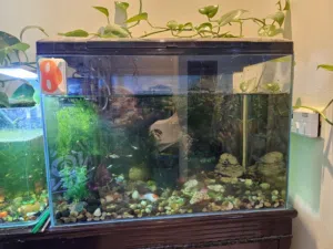 Aquarium For Sale
