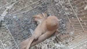 للبيع شقلاب كيف كبر مش معروف ياانتاية ياادكر