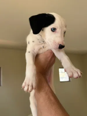 Pure Dalmatian puppies for sale  جراوي دالميشن بيور للبيع