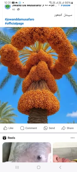 all types trees available with tree cating i n cleaning  house  warks