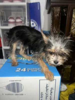 mix breed 7mos old