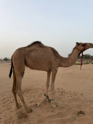 للبيع بكره تصفر لجيه