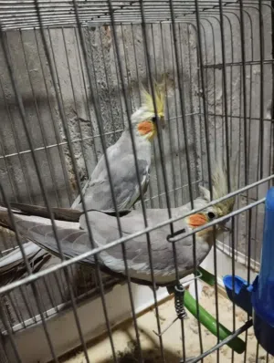كوبيه كوكتيل منتجه بسعر حررق