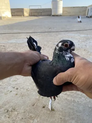 Pigeons4