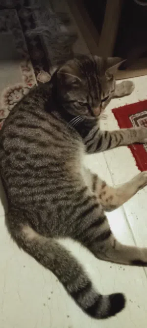Male cat for adoption
