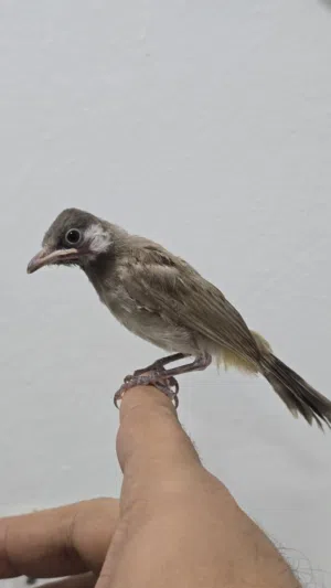 بلبل / كناري / حسون
