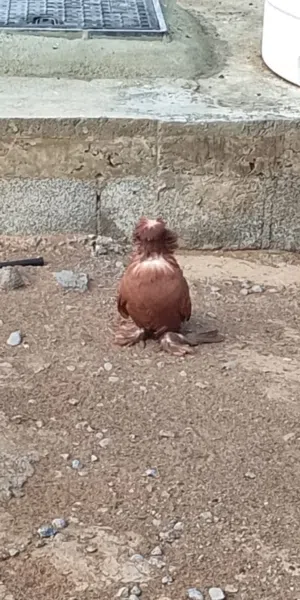 حمام بخاري نوع فاخر ذكر