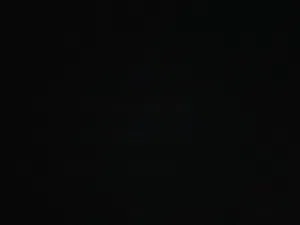 ابحث عن كلب صغير بسعر ممتاز ورخيص سواء للبيع او للتبني