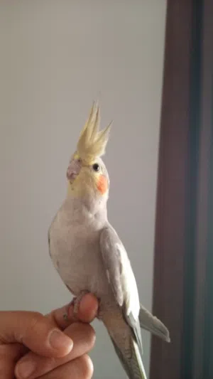 كوكتيل للبيع