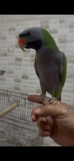 نيبالى هولندى