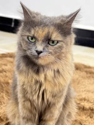 قطة شيرازي مع صغارها عدد 2انثى