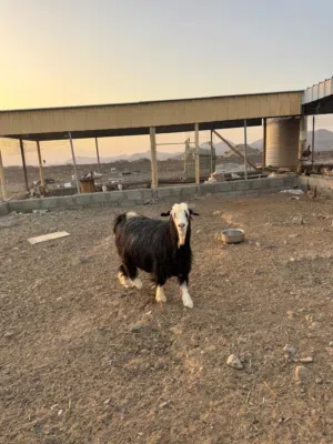 شاه عمانية للبيع