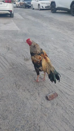 miya wali murga