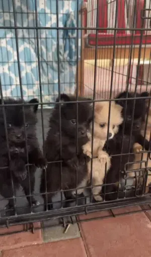6 كلاب  pomeranian