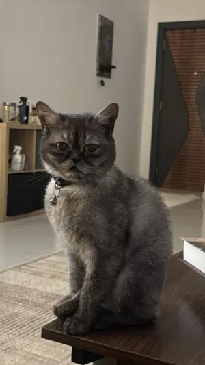 برتيش شورت هير