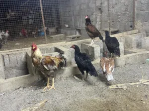 للبيع دجاج باكستاني