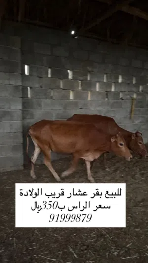 بقر إناث محلي