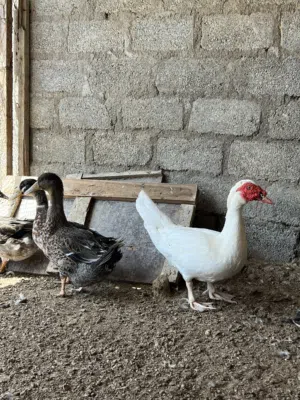 بط للبيع ذكور مصريه موسكوفي وفرنسيه ألوان مميزه