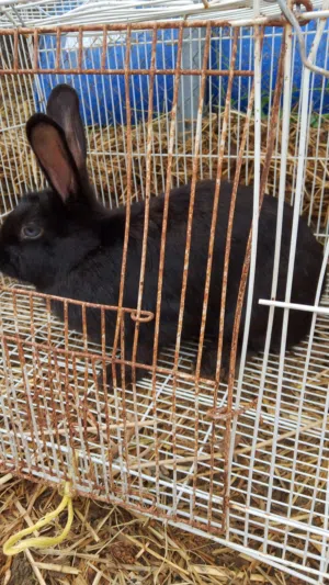 لبيع ارنب هولنديات سوداء انثئ والبيضات غير معروف انثئ أوذكر  لانثئ كبيرة ف لحجم