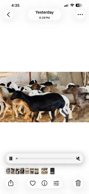 للبيع الحلال قبرصي