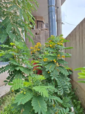 بيت قديم البراضعيه واجهه 12 متر
