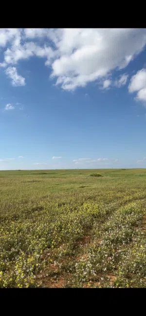 Farm Land for Sale in Irbid An-Nuayyimah