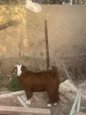 سخله للبيع من الحلال السعيدي