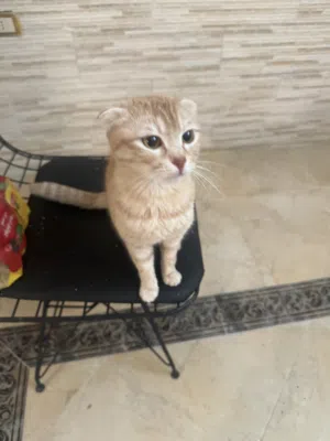 قطط سكوتش انثى العمر سنتين