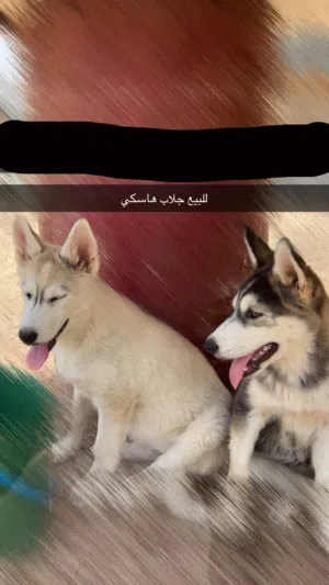للبيع جراوة هاسكي