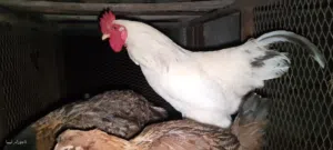 فروج براهما هجين عمرة سنه