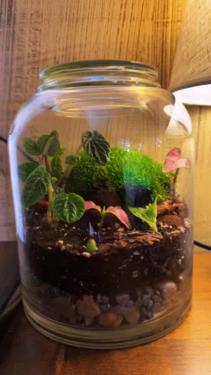 تيراريوم للبيع يوجد عدة احجام و أشكال (زي الغابة الكاملة و ما بدها سقي) terrarium for sale