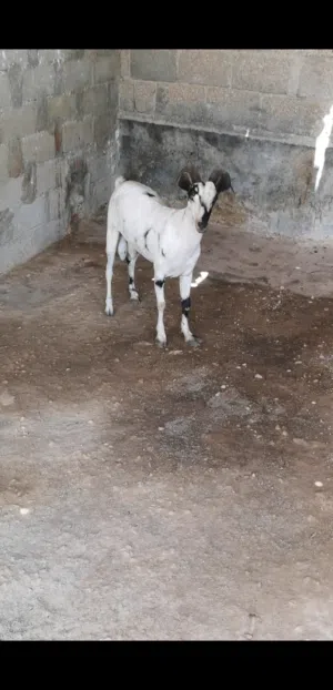 تيس ثلجي بالاسود صافي