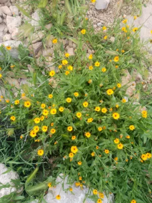 Residential Land for Sale in Zarqa Dhlail
