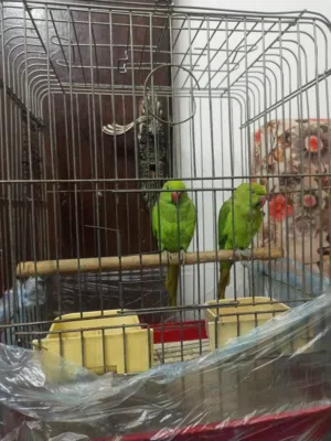 حبتين درة هندي اليفات