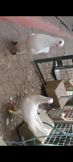 حمام مالتيز للزينه زوج منتج