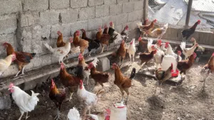 مجموعة ديكة محلية  للبيع بالجملة العمر 5 شهور