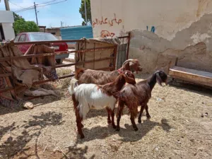موجود عنز كفاله حليب وشعاري مقنوي نخب ولون حلو وعنز عشار فحص جهاز وفحص وين ما بدك السن المعزا جمع نض