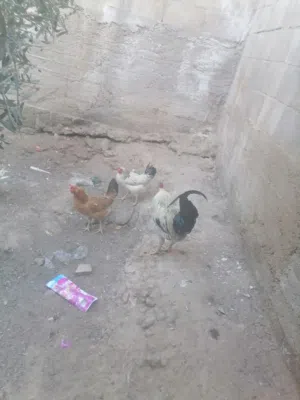 دجاج و فر تكسس