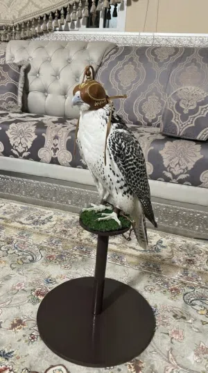 مستلزمات الطيور (شراييص وصقور ) صناعه فاخره كل مستلزمات الطيور موجودة