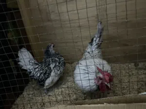 ديج ودجاجه اسبانيات