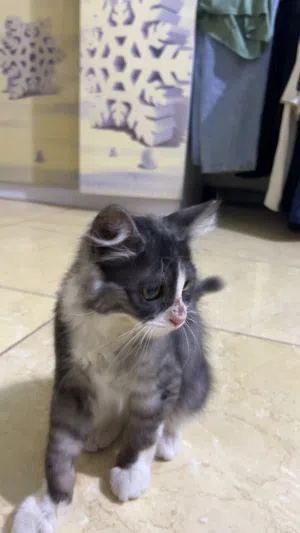 قطة Domestic Longhair