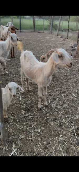 للبيع هوش عدد 2